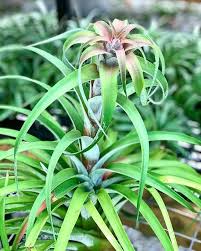 Maybe you would like to learn more about one of these? Air Plant Design Studio Posts Facebook