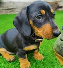 Image result for jezevčík hladkosrstý