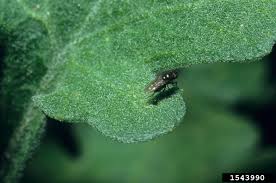 Image result for BLACKFLY ON TOMATO PLANTS