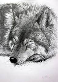 Check spelling or type a new query. 40 Realistic Animal Pencil Drawings Pencil Drawings Of Animals Realistic Animal Drawings Animal Drawings