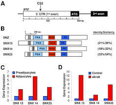 Check spelling or type a new query. An Rgs Containing Sorting Nexin Controls Drosophila Lifespan