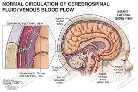 Image result for CSF Blood