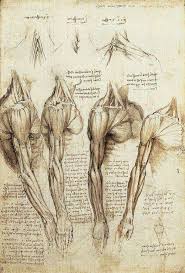 Leonardo Da Vinci Anatomy Sketches Life Drawing Anatomy Art