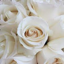 Check spelling or type a new query. Know The Meaning Of Different Roses By Color This Valentines