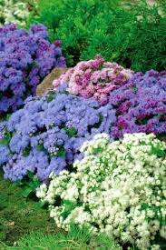 Agerantum Floss Flower Seeds Ageratum Houstonianum Mill 4750 Seeds Garden Seeds Market Free Shipping Flower Seeds Garden Seeds Plant Protection