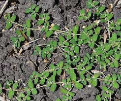 Image result for Euphorbia serpens