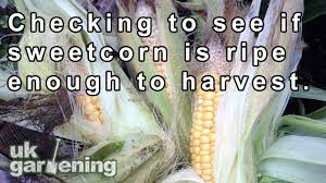 It is ok to pull the husk back till you see kernels, just be sure to put them back. How To Tell If Sweetcorn Is Ready To Pick Youtube