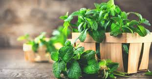 Pest control software helps exterminators collect and analyze pest data and recommend appropriate. Best Indoor Plants For Pest Control Cure All