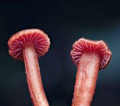 Image result for Hylebates