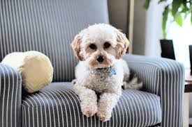 The best buy i ever made was at. How To Control Pet Hair In Your Home Housewife How Tos