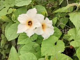 Image result for Momordica gilgiana