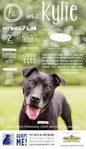 I M Looking For My Forever Home Pet Adoption Animal Rescue Adoption