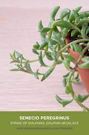 Pin On Plants Succulents Cactus