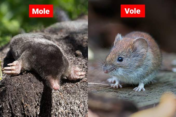 Mole