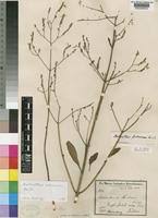 Image result for Aeollanthus pubescens