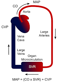 There are three types of arteries, including elastic arteries, muscular arteries and like any other part of the body, arteries and veins are subject to disorders that may be caused by birth deformities, poor health or older age. Map Co X Svr Maps Catalog Online