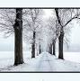 Profile Picture of Winter Bride / Monica McAlpine - Main Street Rag (@mainstreetragbookstore.com) on Google