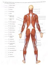 Medical illustration of human arm muscles, four side views. General Review Muscle Recognition Identify Each Chegg Com