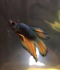 Скачайте стоковое фото albino paradise betta fish.macropodus opercularis. So I Got Some Messages Saying Warhead Is A Paradise Betta And I Have Some Saying He S A Mustard Gas What Do You Think He Is I Don T Mind What Breed He