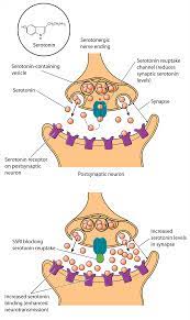 Neurotransmitters are chemicals that are used by your brain to send important signals between neurons. Rethinking Serotonin S Role In Depression