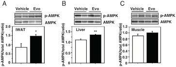 What does 2dg6p stand for? Plos One Evodiamine Inhibits Insulin Stimulated Mtor S6k Activation And Irs1 Serine Phosphorylation In Adipocytes And Improves Glucose Tolerance In Obese Diabetic Mice