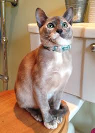How to train cats to use your toilet!please share this video with your friends or family that would love to learn how to train cats to use your toilet. Should I Toilet Train My Cat