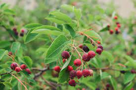 We now have made in canada genetics that are much better suited to cold climate orchards and. 9 Recommended Species Of Serviceberry Trees And Shrubs