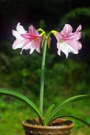 2011年10月のブログ記事一覧 柿上猿麻呂の 花 菜園 旅 の週刊フォトニュース