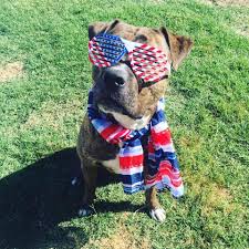 Our tips and tricks will help get your pup trained in no time! Best Friends Forever Dog Training Posts Facebook