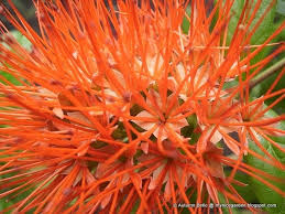 Image result for Combretum holstii