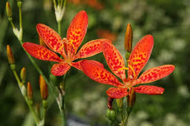 Commercial seed companies usually chill the seeds before shipping, but it's still a good idea to store the seeds in a refrigerator for several. Pin On Ornamental Flowers