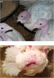 Turkeys, the production of hatching eggs, and the operation of hatcheries and processing plants are large, essential phases. Feather Pecking An Overview Sciencedirect Topics