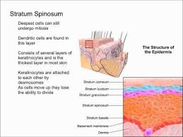 Layers Of The Epidermis Youtube Layers Of The Epidermis Epidermis Skin Anatomy