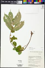 Image result for Elatostema monticola