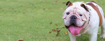 Finding cute female dog names is quite easy. White English Bulldog Dog Names Popular Male And Female Names Wag