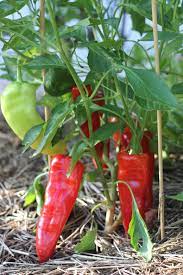 They're easy to make any time of year with roasted deli turkey and a box of corn stuffing. Creative Vegetable Gardener One Tip For Growing Red Peppers In Your Garden This Season Creative Vegetable Gardener