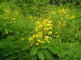Image result for Caesalpinia decapetala