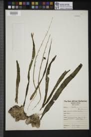 Image result for Dipcadi viride