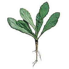 Image result for Lactuca indica