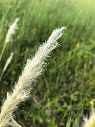 Image result for Bothriochloa radicans