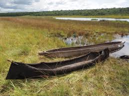 Image result for Brachycorythis congoensis