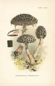 Image result for Strobilomyces strobilaceus