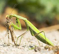 Insect pictures of praying mantis. Why Does The Female Mantis Bite The Head Mantis An Insect With Character Are Mantises Dangerous What Do They Eat What Feeds The Mantis
