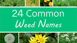 Buy marijuana flowers uk from european best cannabis suplliers of best californai weed and usa, shipping cannabis and weed strains online in the uk deligentman weed offers doorstep weed deliveries buy legit cannabis online, buy weed online uk, buy hash online uk, buy, thc prefilled. A Guide To Names Of Weeds With Pictures Dengarden