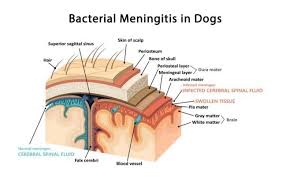 9 Most Common Neurological Problems In Dogs Bacterial Meningitis Meningitis Spinal Fluid