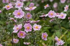 Early spring brings rain, mud, and more flowers. Colourful Autumn Perennials 7 Of The Best The English Garden