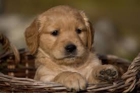 Vor allem im hinblick auf den sommer und den damit verbundenen urlaub mögen sich viele gerade fragen: Golden Retriever Impfungen Goldenr De