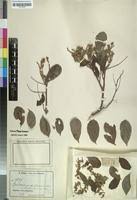 Image result for Julbernardia seretii