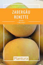 zaubergau renette geschmack anbau des apfels plantura apfel apfelsorten fruchte