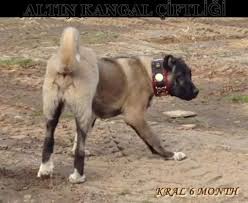 Altin Kangal Yavrular Kangal Kopegi Kopek Akbas